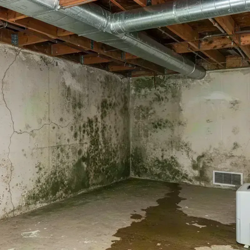 Professional Mold Removal in Putnam County, IL